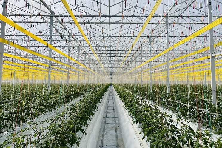 Eerste planten in nieuwe kas Looye Kwekers