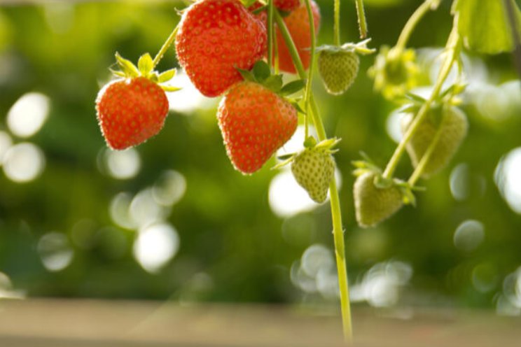 Gespot: Trayplanten