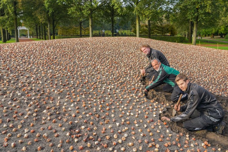 Tuinmannen Keukenhof starten met planten