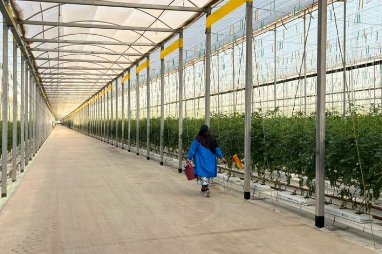 Duurzame tomaten telen met zonlicht en AI?