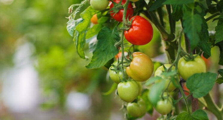 Sturen op plantstress: wanneer (nog) nuttig?