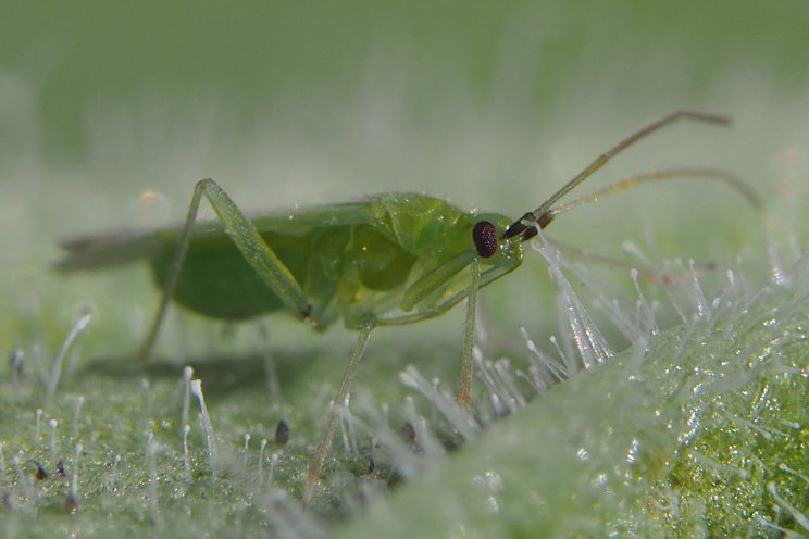 Prestaties verbeterd van Macrolophus-System