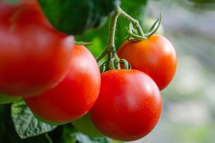 Tomatenroestmijt nog onder controle in pilot