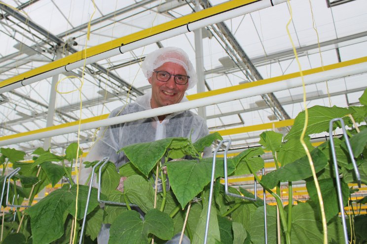 Komkommerteelt onder full LED succesvol