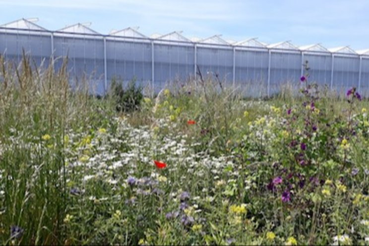 Biodiversiteitsstroken bij 20 glastuinbouwbedrijven