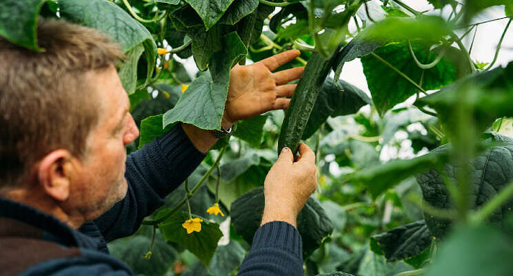 Tuinbouw staat voor spannende winter