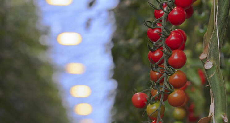 Gezocht: tomatenteler!