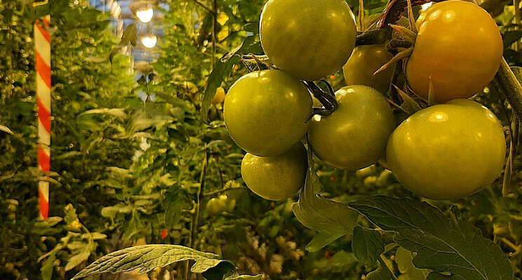 Natural Nitrogen ingezet bij USDA-organic tomaten