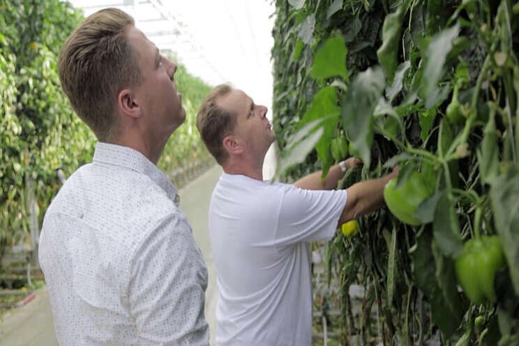 Video: Optifos bij TAS Paprika's