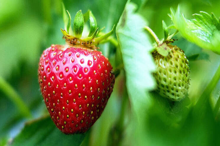 SalicylPuur vermindert uitval aardbeitrayplanten