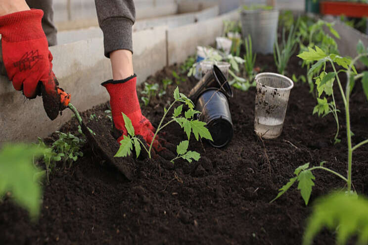 Komkommer favoriete moestuinplant in Nederland