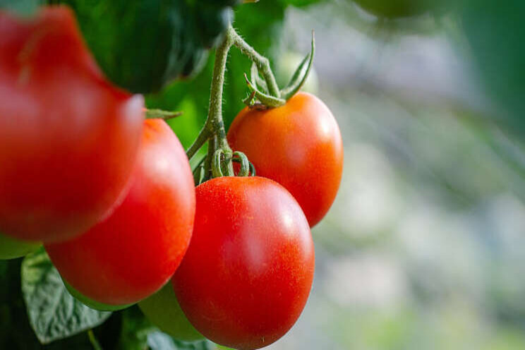 Weer tijdelijke vrijstelling Verimark tomatenteelt