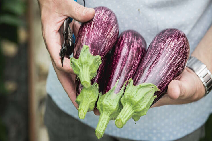 Graffiti aubergines vallen op in het groenteschap