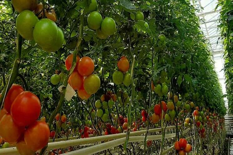 Tijdelijke vrijstelling Verimark voor tomatenteelt