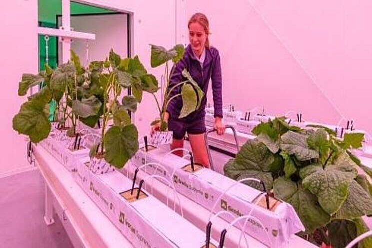 Komkommerteelt in een vertical farm onderzocht