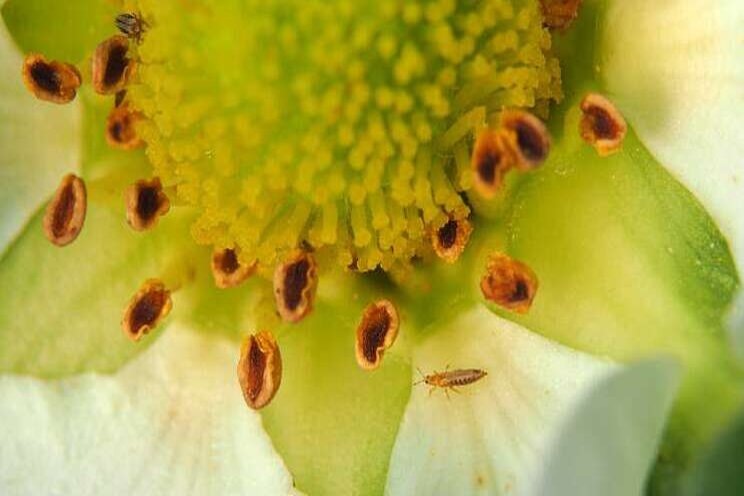 Mix nuttige bestrijders tegen trips in aardbeien