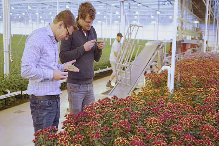 Video: Hoe vergroent Leen Middelburg Chrysanten?